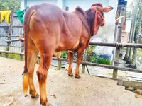 ষাঁড়, গরু — ছবি 5