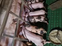 পুরুষ শূকর, Пьетрен — ছবি 1