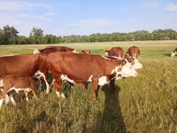 गाय, Latvian Blue cattle — फ़ोटो 5
