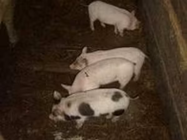 Pigs
