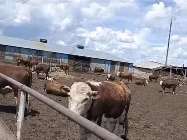 सांड, कजाख़स्तानी सफेद सिर वाली गाय