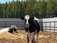 Kuh, Holstein-Rasse — Foto 6