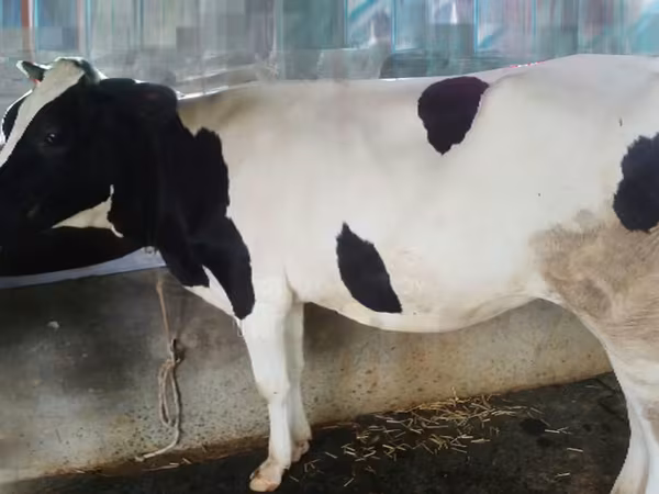 Vaca, Raza Holstein — Bangladés