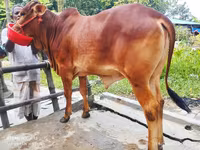 গাভী, গরু — ছবি 1