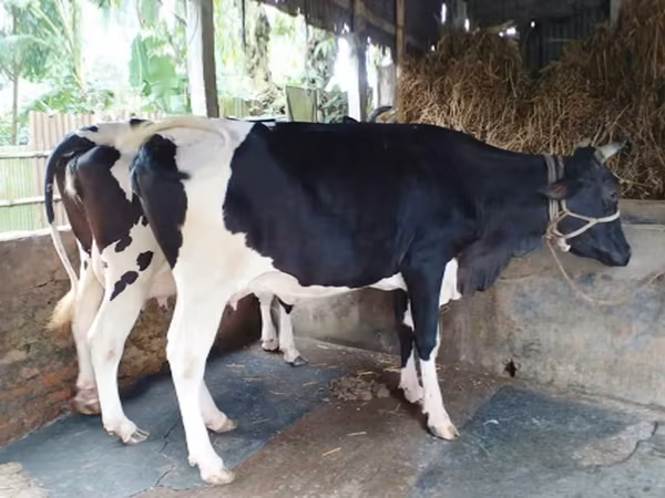 Kuh, Holstein-Rasse — Bangladesch