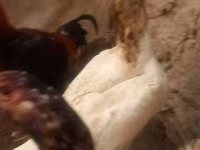 Chickens — Foto 6