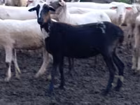 نعجة, Tsigai sheep — الصورة 4