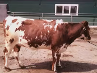 Cow, Hereford — photo 7