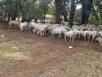 মেষী, Baerchuke sheep — ছবি 4