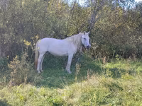 Mare, Horse breed — photo 7