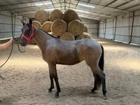 घोड़ी, Rocky Mountain Horse — फ़ोटो 7