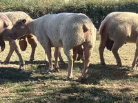 ভেড়ার পাঁঠা, Charollais sheep — ছবি 1