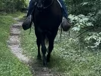 घोड़ा, French Trotter — फ़ोटो 6