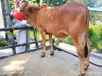 Bull, Cattle — photo 5