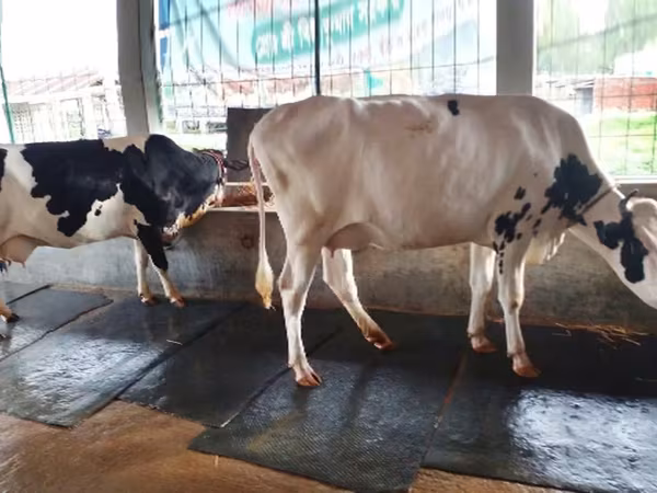 Kuh, Holstein-Rasse — Bangladesch