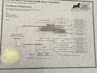 घोड़ी, Rocky Mountain Horse — फ़ोटो 5
