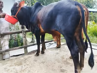 গাভী, গরু — ছবি 2