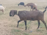 Cabra, Nubian Goat — foto 1
