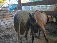كبش, Lacaune sheep — الصورة 2