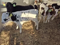 Toro, Vaca Limousin — foto 1