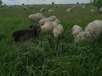 كبش, Merino sheep — الصورة 2