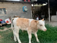 ষাঁড়, মঁবেলিয়ার্ড — ছবি 1