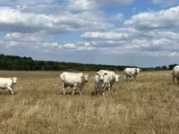 গাভী, Charolais cattle — ছবি 3