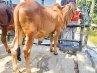 Toro, Ganado vacuno — foto 2