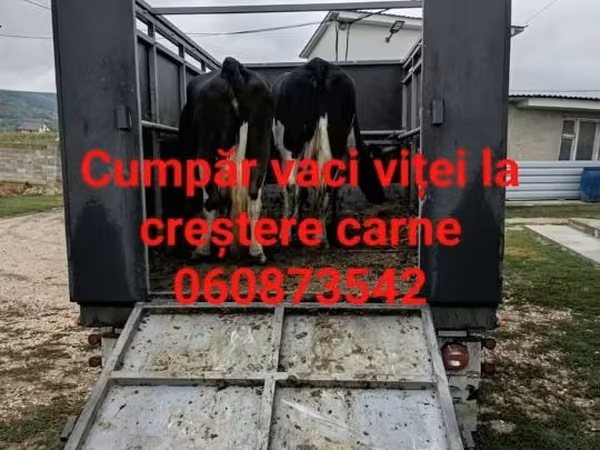 Bull, Cattle