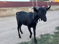 تيس, Murcia-Granada goats — الصورة 2