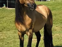 घोड़ी, Rocky Mountain Horse — फ़ोटो 2