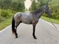 Caballo, Brandenburger — foto 2
