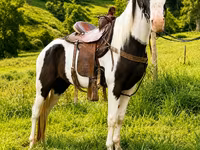 Caballo, Appaloosa — foto 6