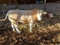 ষাঁড়, গরু — ছবি 4