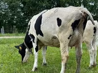 Kuh, Holstein-Rasse — Foto 1