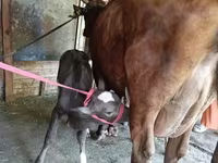 Kuh, Red Estonian cattle — Foto 3