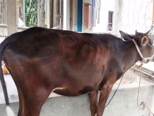 গাভী, বিফালো — বাংলাদেশ