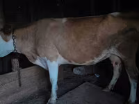 গাভী, গরু — ছবি 4