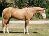 حصان, Palomino — الصورة 2