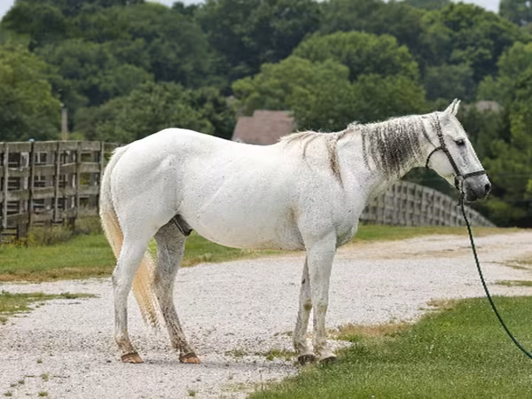 Caballo, National Show Horse