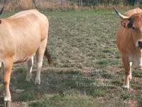 গাভী, Aubrac cattle — ছবি 2