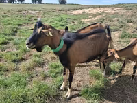 عنزة, Alpine goat — الصورة 2