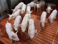 মাদি শূকর, শূকর — ছবি 2