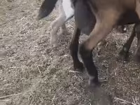 Cabra, Czech Brown Shorthaired goats — foto 2