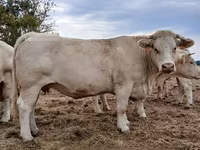গাভী, Charolais cattle — ছবি 2