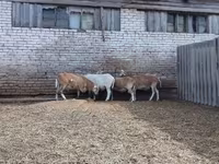 मेढ़ा, Katum sheep — फ़ोटो 3