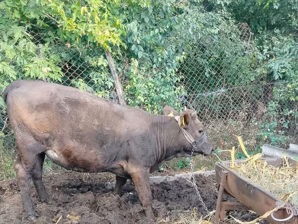 Vaca, Ganado vacuno