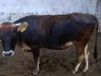 सांड, अलाताऊ नस्ल — फ़ोटो 3