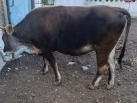 सांड, अलाताऊ नस्ल — फ़ोटो 4