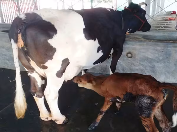 গাভী, বিফালো — বাংলাদেশ